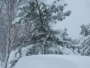 Trees are breaking under the weight of the snow. Breaking limbs sound like gunshots. 